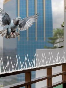 Bird Spikes – Parapet – Adyar