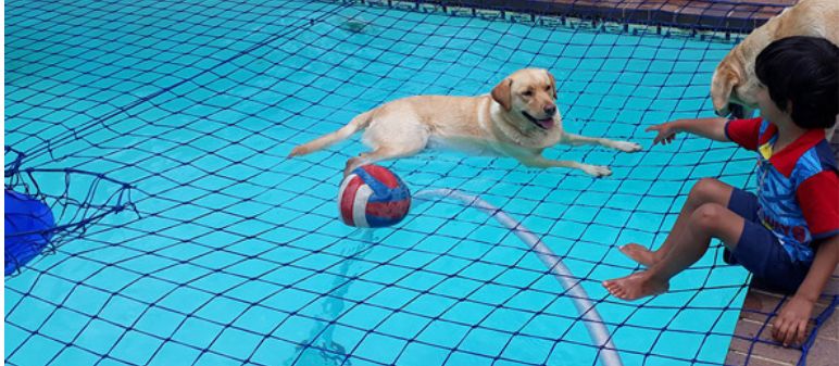 Swimming Pool Safety Nets